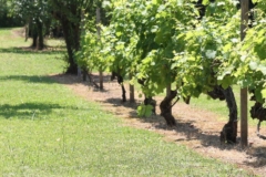 Chateau-La-Ferrade-allee-de-vignes