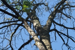 Chateau La Ferrade parc de plus de 4 hectares, arboré d'essences rares